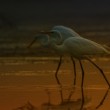 Volavka bílá (Ardea alba)