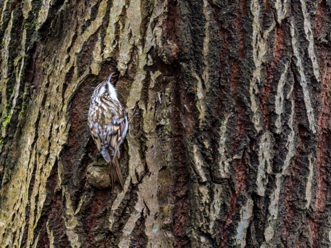 Kôrovník dlhoprstý