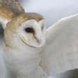 Tyto alba