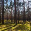 Borovicový les pri Borskom Mikuláši