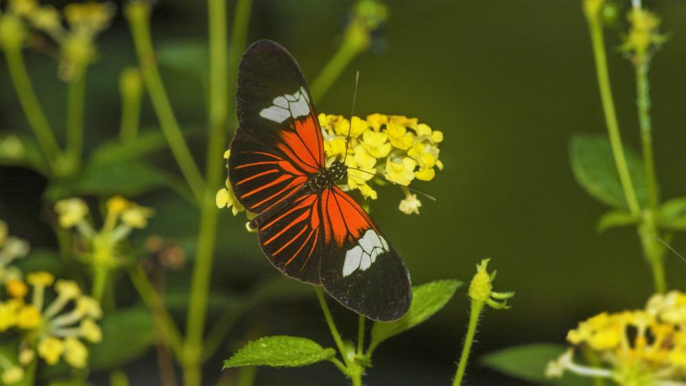 Heliconius