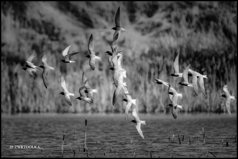 čorík čierny Chlidonias niger  Black Tern