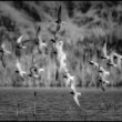 čorík čierny Chlidonias niger  Black Tern