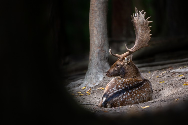 Daniel škvrnitý, The fallow deer (Dama dama)