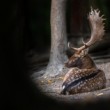 Daniel škvrnitý, The fallow deer (Dama dama)