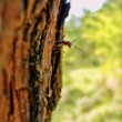 Micro