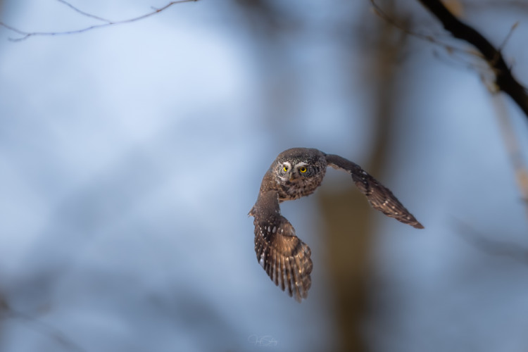 * Kuvíčok vrabčí *