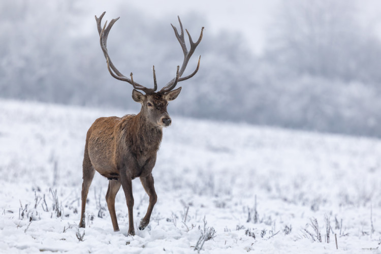• Prvé dotyky zimy •
