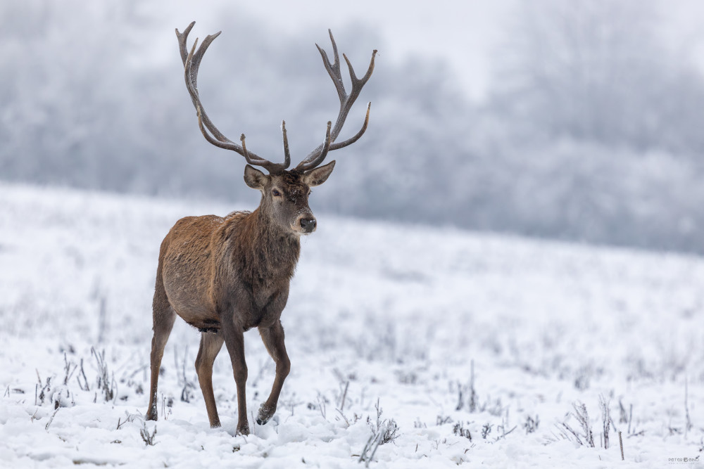 • Prvé dotyky zimy •