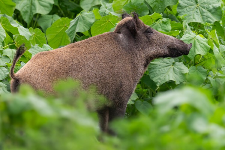 Diviak lesný, The wild boar (Sus scrofa)