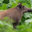 Diviak lesný, The wild boar (Sus scrofa)