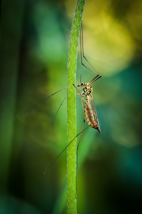 Tipula