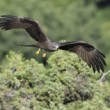 Milvus migrans