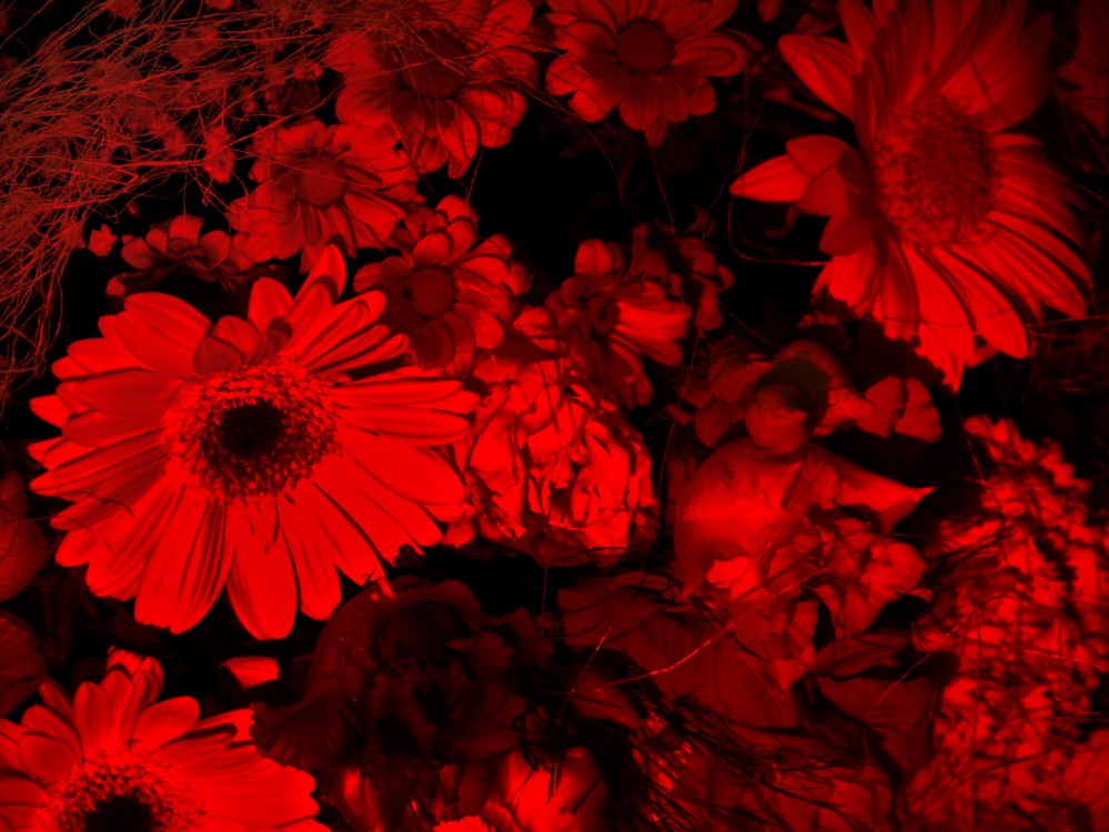 Kvety red