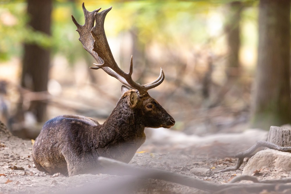 Daniel škvrnitý, The European fallow deer (Dama dama)