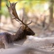 Daniel škvrnitý, The European fallow deer (Dama dama)