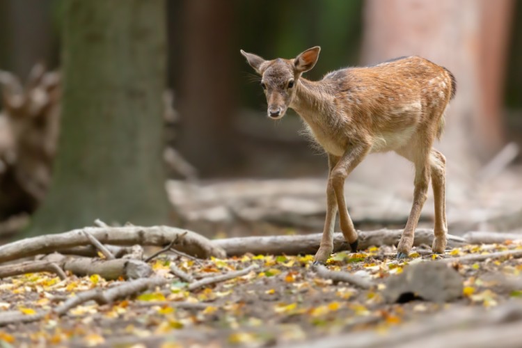 Daniel škvrnitý, The fallow deer (Dama dama)