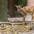 Daniel škvrnitý, The fallow deer (Dama dama)