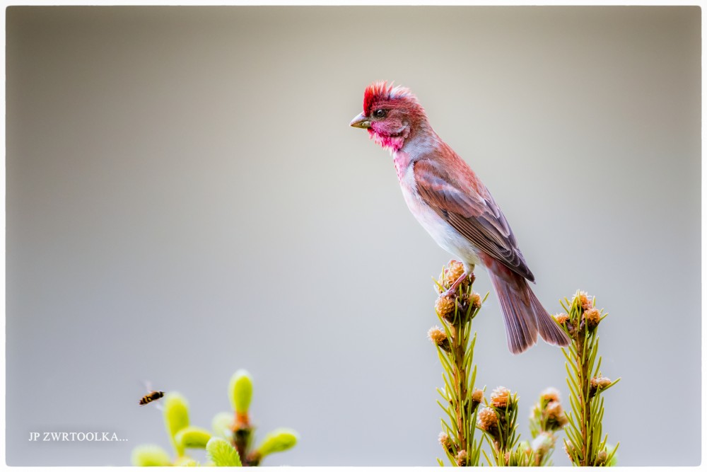 hýľ karmínový / červenák karmínový Carpodacus erythrinus