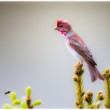 hýľ karmínový / červenák karmínový Carpodacus erythrinus