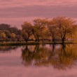 Reflexie