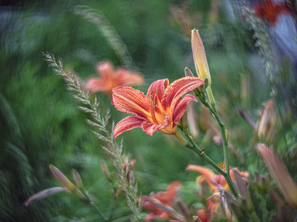 Ľalia (lat. Lilium)