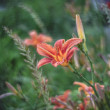 Ľalia (lat. Lilium)