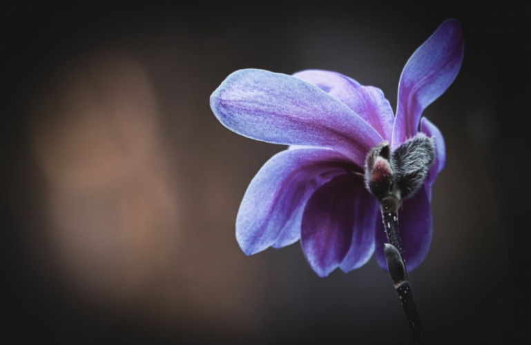 Magnólia v záhrade