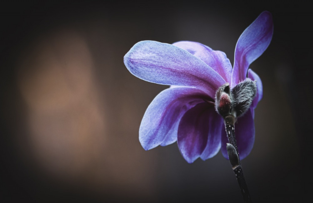 Magnólia v záhrade