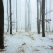 -Zimný les II-