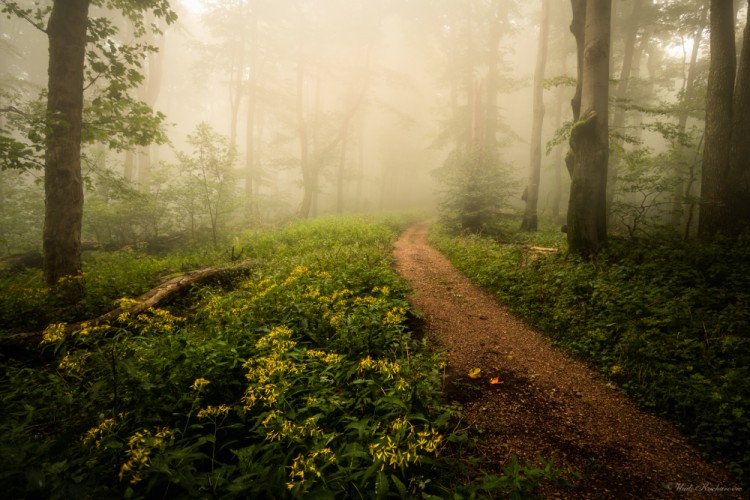 Blooming forest