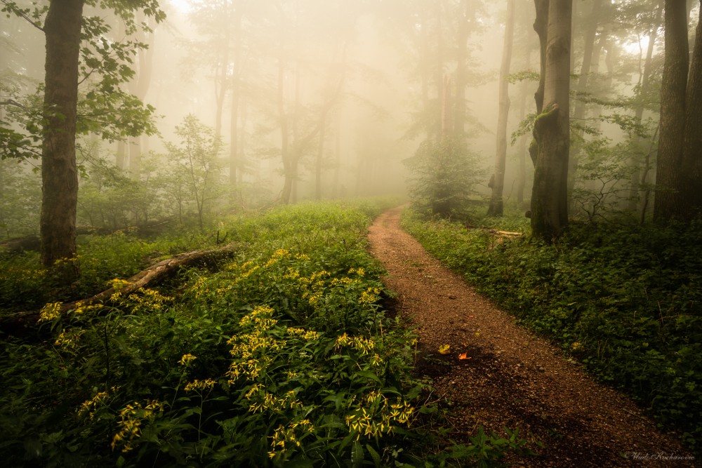 Blooming forest