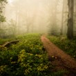 Blooming forest