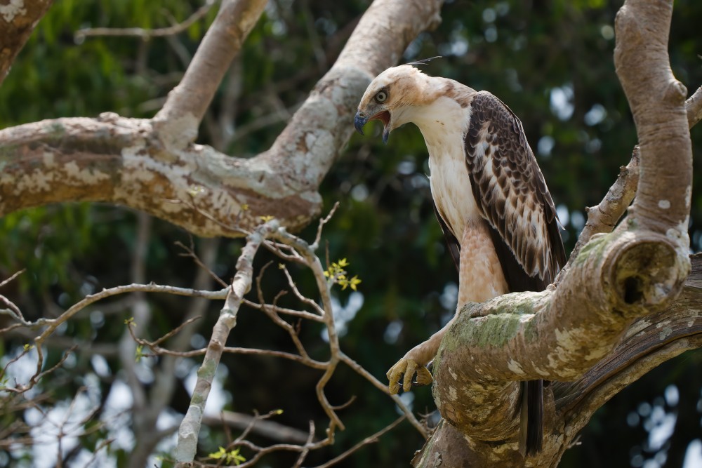 Orol viactvarý , (chochlatý, ...), mláďa, NP Wilpattu, Srí Lanka