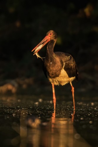 Čáp černý (Ciconia nigra)