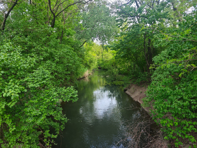 Divočina