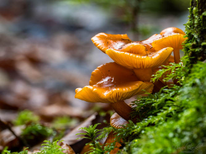 Zima Jánošíkove Diery