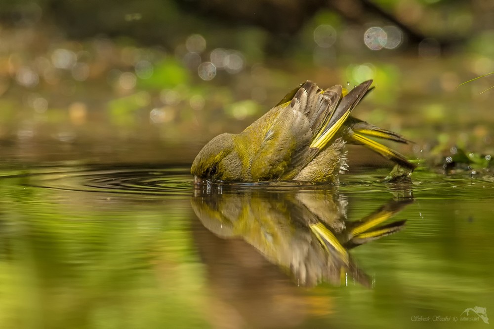 Zvonek zelený (Carduelis chloris)