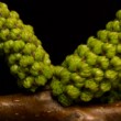Orech kráľovský (Juglans regia)