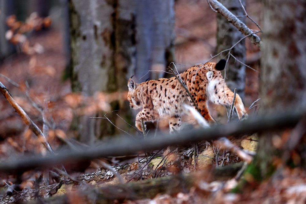 Rys ostrovid (Lynx lynx), NP Slovenský raj