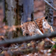 Rys ostrovid (Lynx lynx), NP Slovenský raj