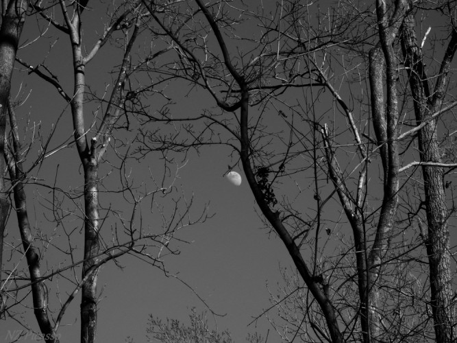 Mesiac za stromami
