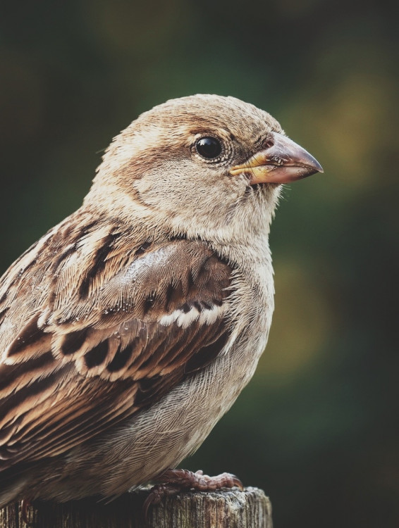 Pohľad do duše poľného vrabca