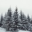 Winter wonderland