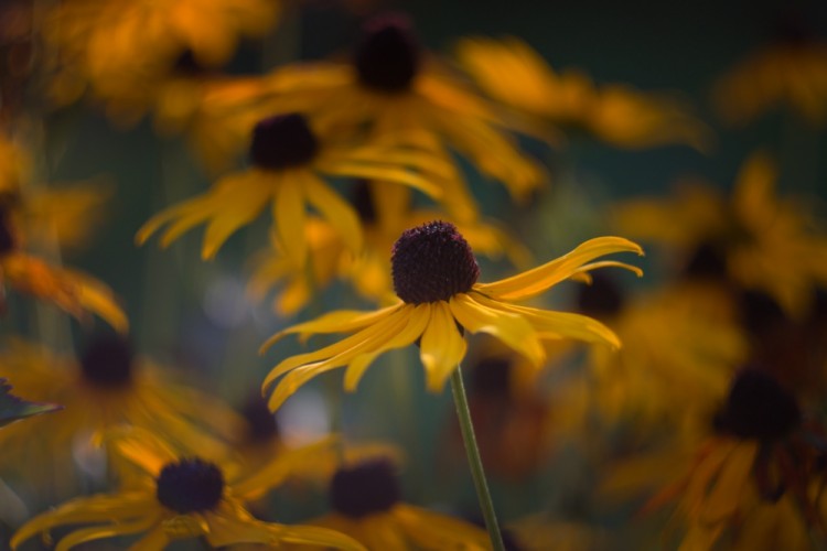 Rudbekie