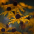 Rudbekie