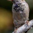 Vrabec