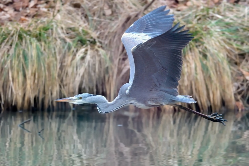 Ardea cinerea