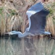 Ardea cinerea