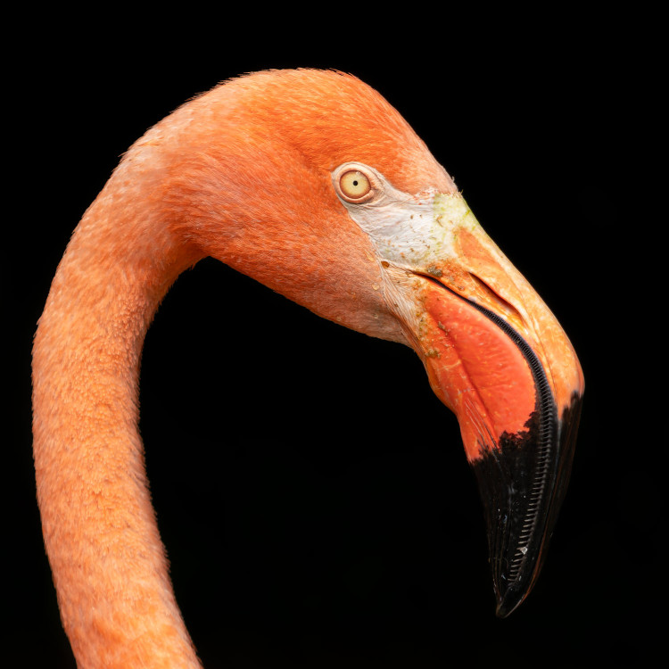 Plameniak červený (Phoenicopterus ruber)